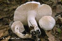 Tricholoma columbetta image