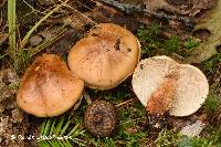 Tricholoma fulvimarginatum image