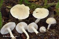 Tricholoma inamoenum image