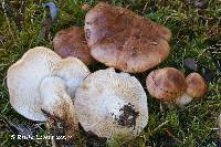 Tricholoma pessundatum image