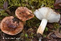 Tricholoma pessundatum image