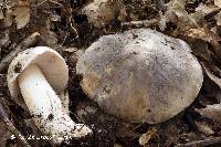 Tricholoma pullum image