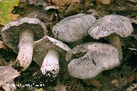 Tricholoma pullum image