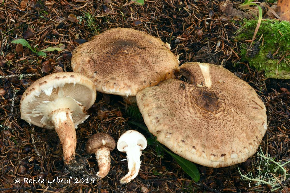 Tricholoma robustum image