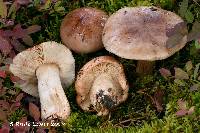 Tricholoma stans image