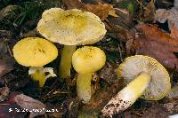 Tricholoma subluteum image