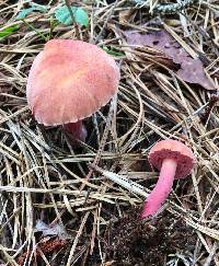 Chalciporus rubinellus image