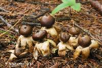 Geastrum minimum image