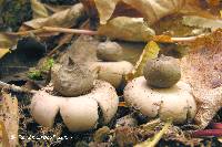 Geastrum morganii image