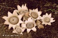 Geastrum morganii image