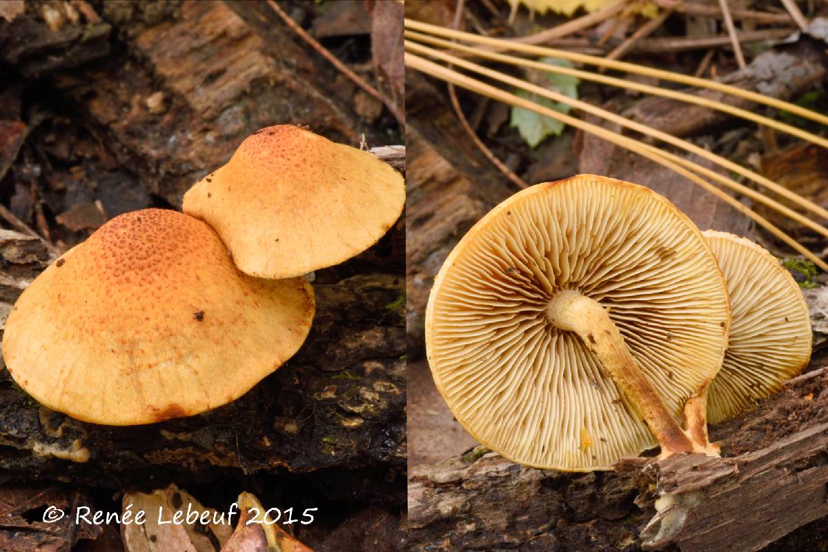 Pholiota subsulphurea image