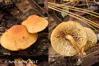 Image of Pholiota subsulphurea