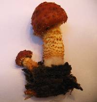 Pholiota adiposa image