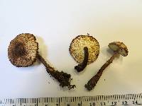 Lepiota flammeotincta image