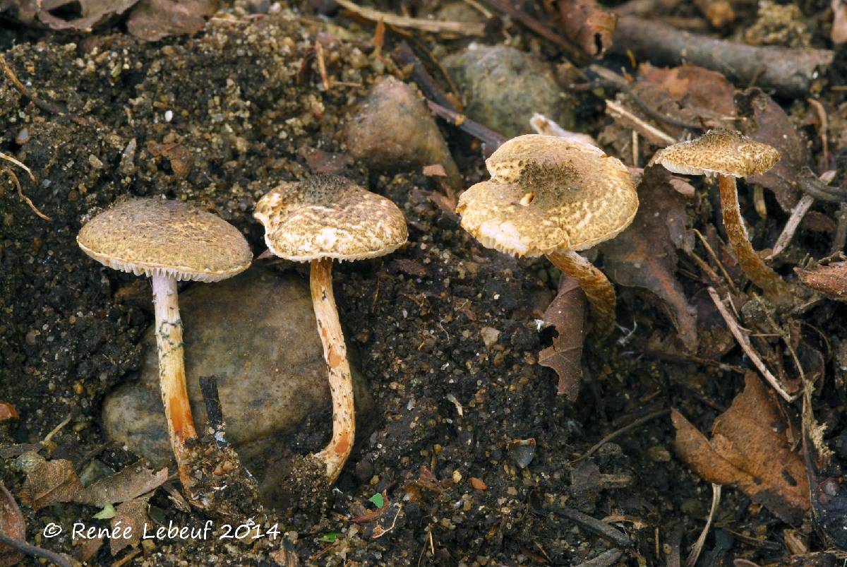 Lepiota grangei image