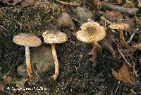 Lepiota grangei image