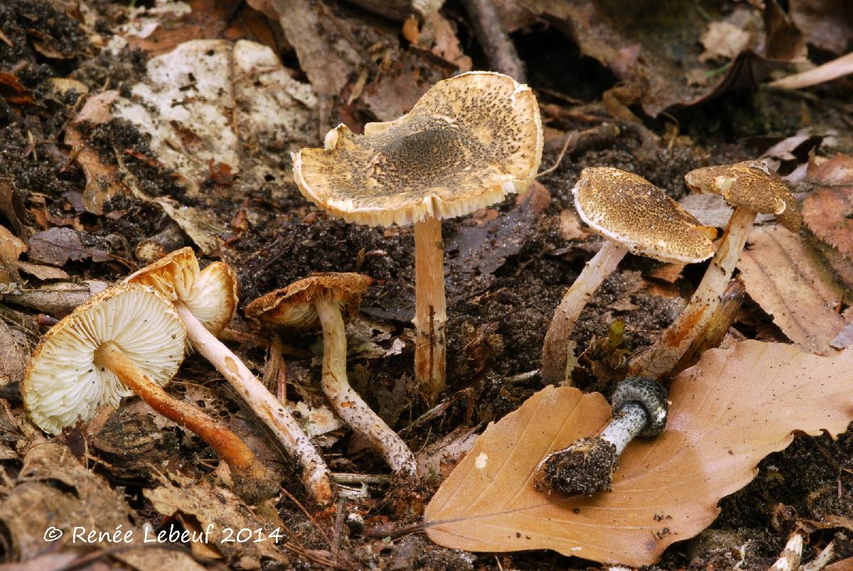 Lepiota grangei image