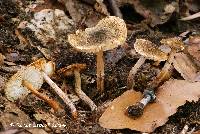 Lepiota grangei image