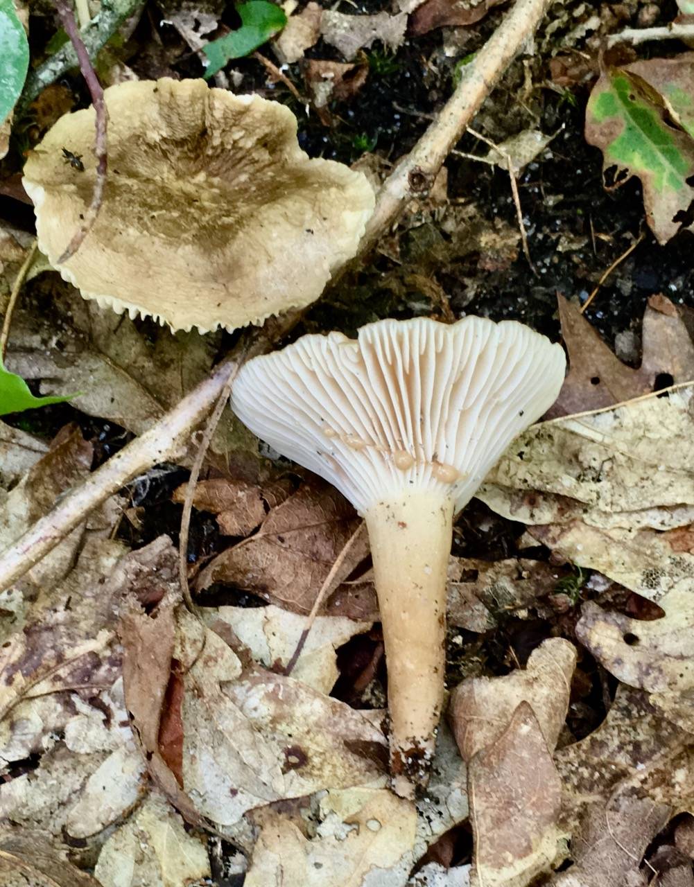 Lactarius petersenii image