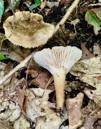 Image of Lactarius petersenii