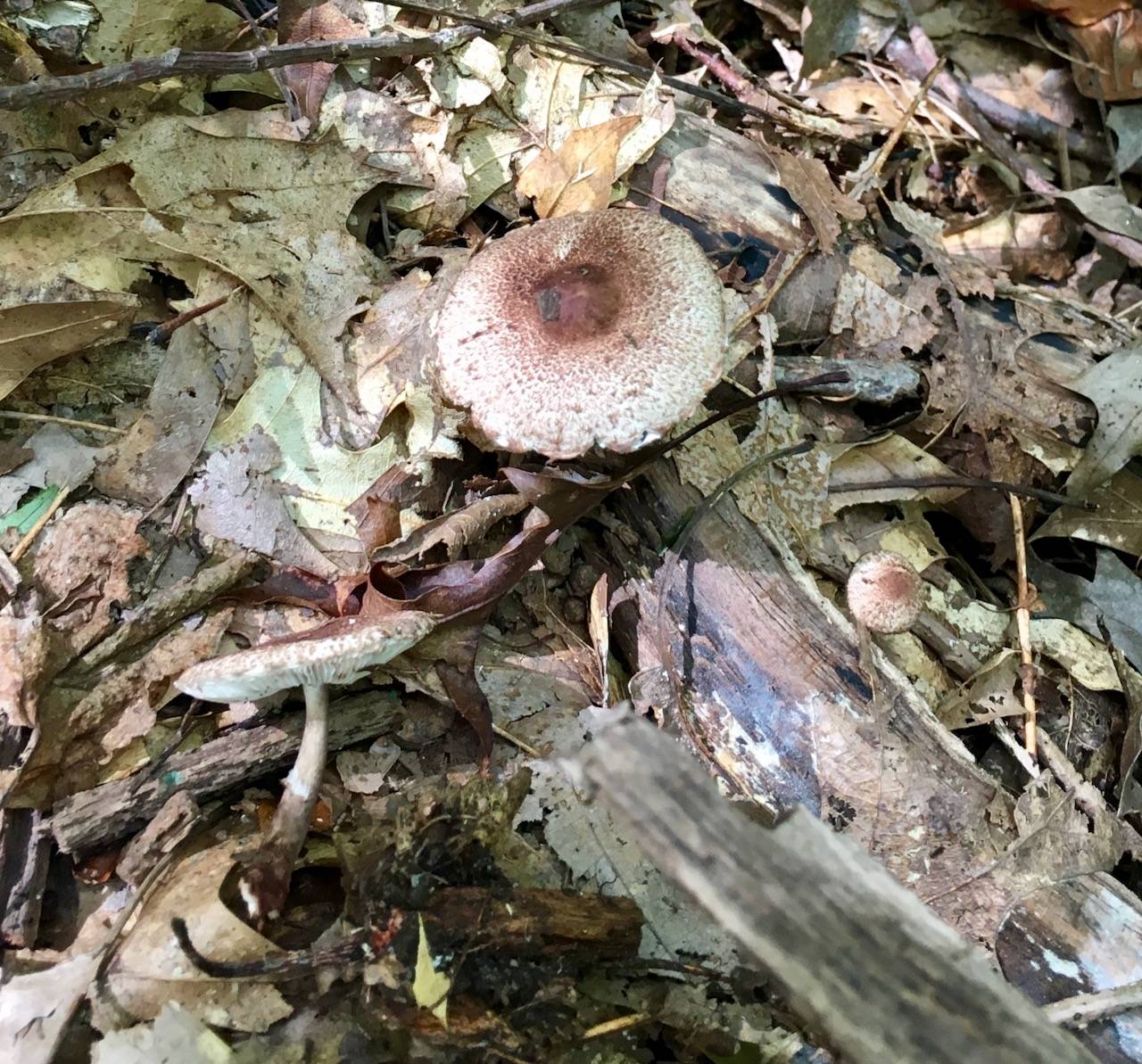 Lepiota flammeotincta image