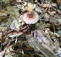 Lepiota flammeotincta image