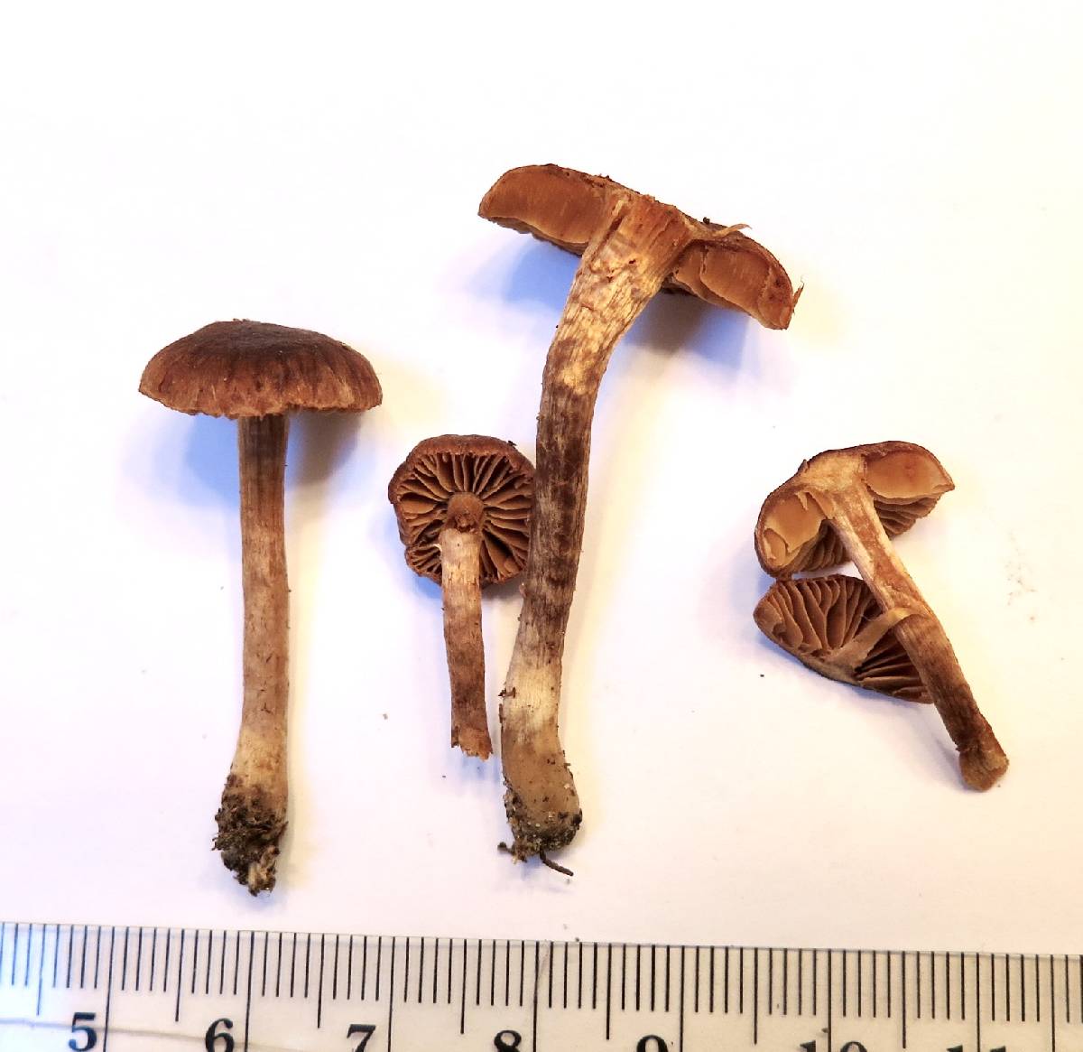 Cortinarius laetus image