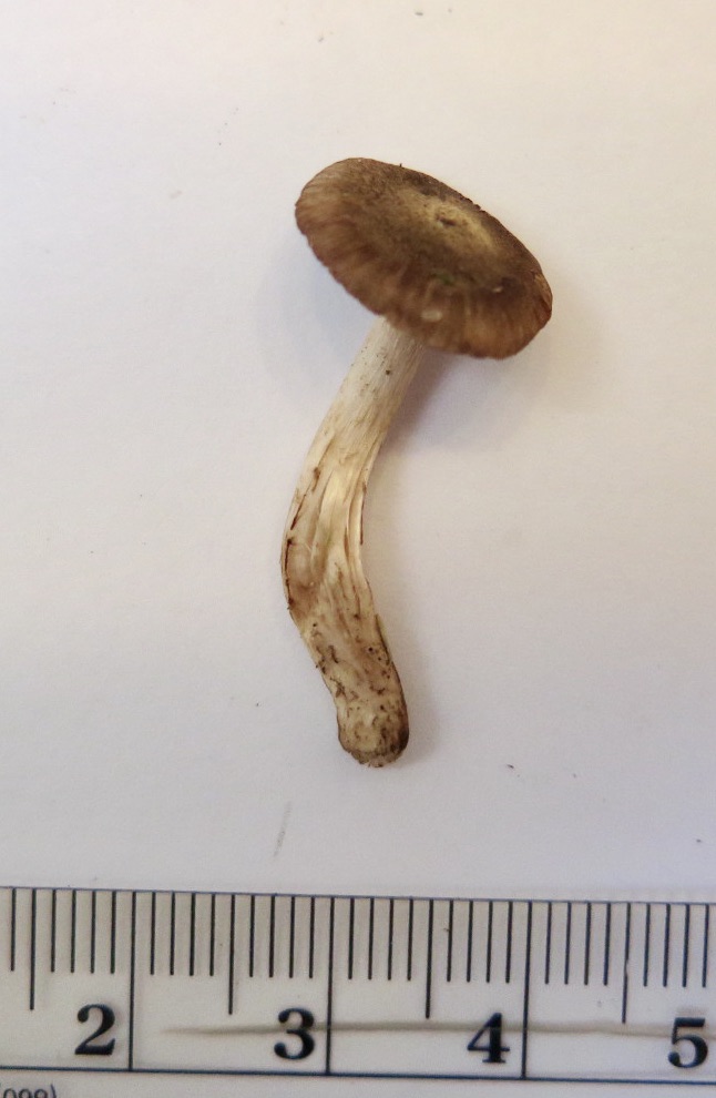 Inocybe ericetorum image