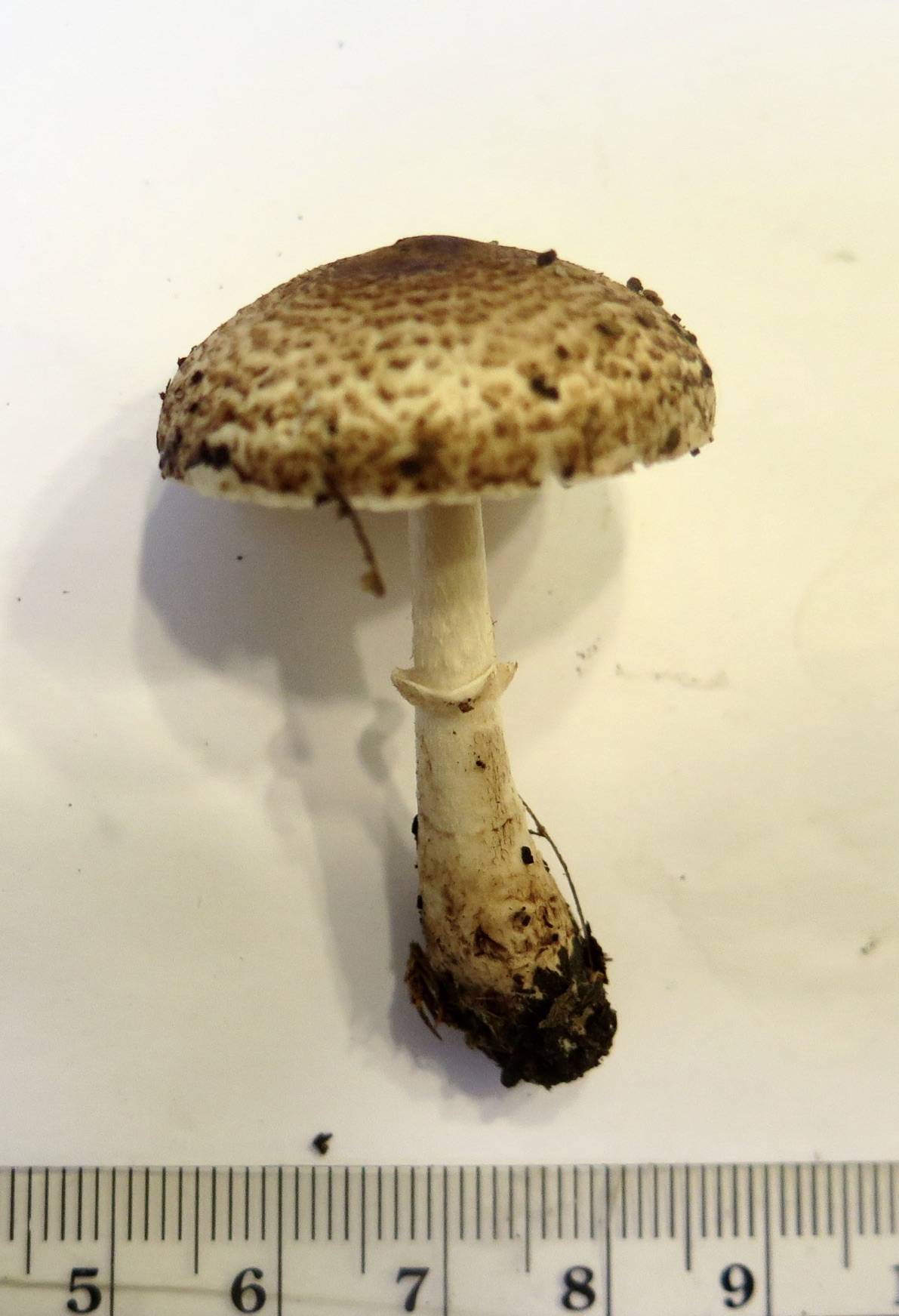 Lepiota flammeotincta image