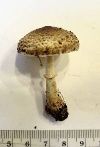 Lepiota flammeotincta image