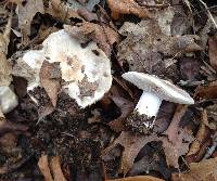 Tricholoma serratifolium image