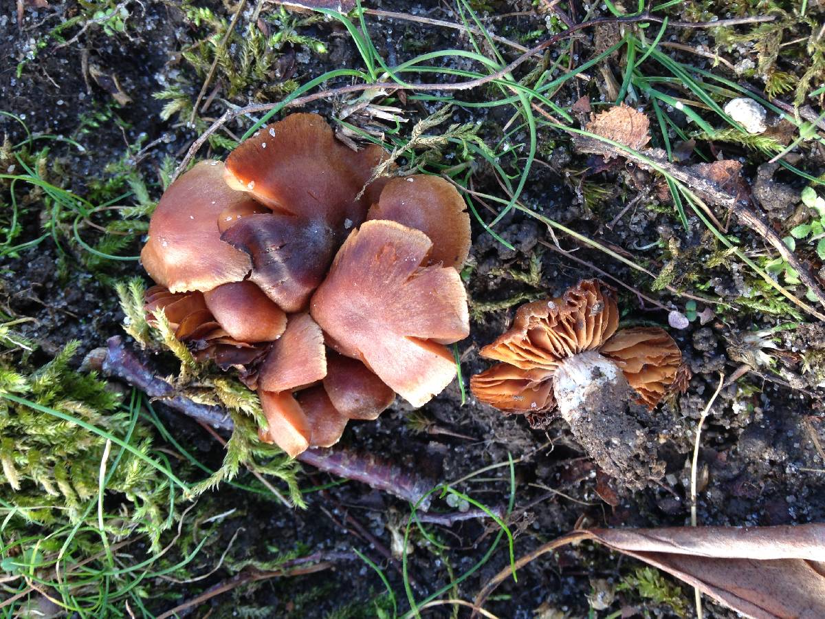 Cortinarius cistopulchripes image