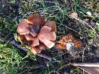 Cortinarius cistopulchripes image