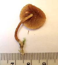 Pholiota calvinii image