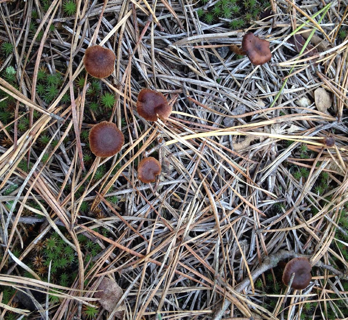 Cortinarius laetus image