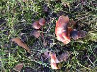 Cortinarius cistopulchripes image