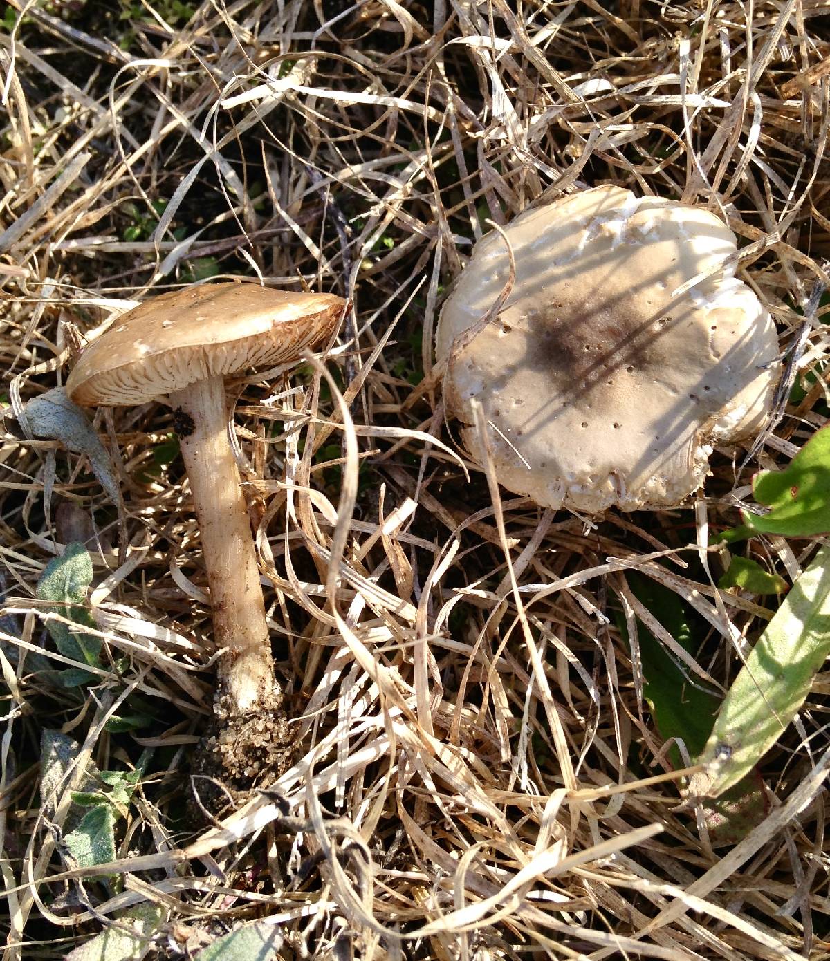 Melanoleuca heterocystidiosa image