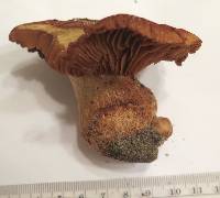 Cortinarius rubellus image