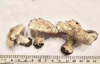 Tricholoma serratifolium image