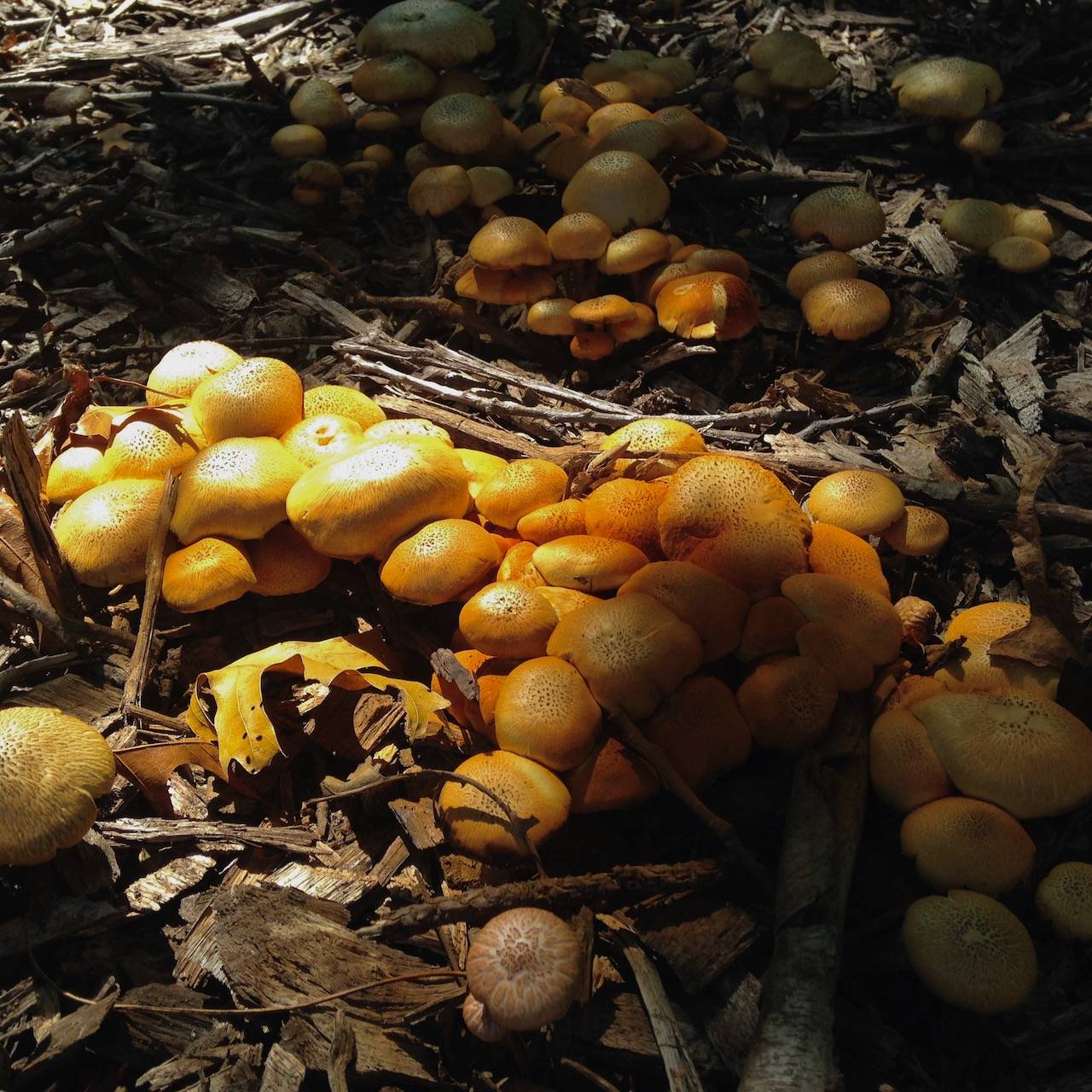 Gymnopilus pulchrifolius image