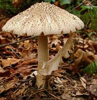 Amanita microlepis image