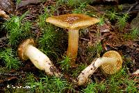 Cortinarius clandestinus image