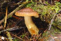 Cortinarius clandestinus image