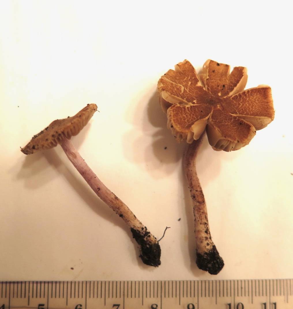 Inocybe grammopodia image