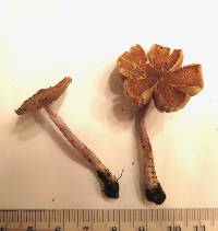 Image of Inocybe grammopodia