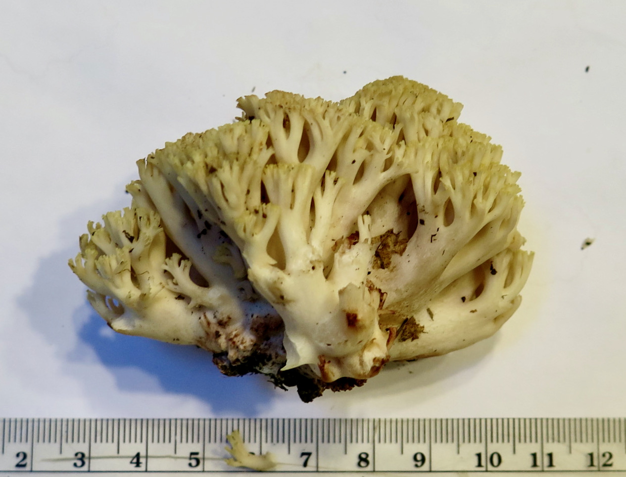 Ramaria xanthosperma image