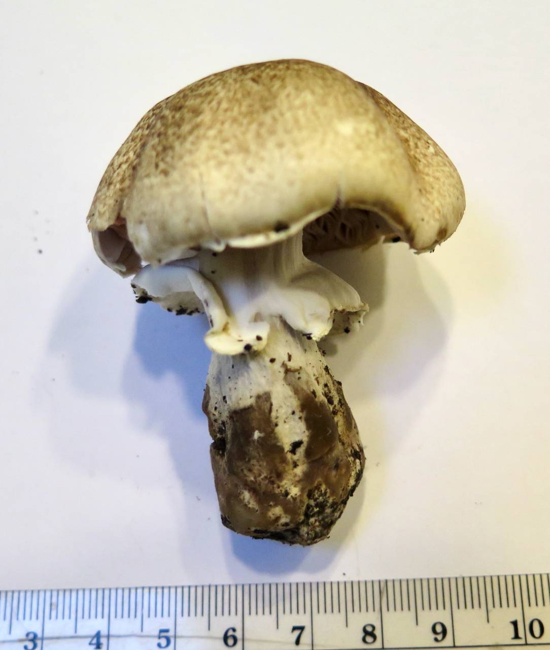 Agaricus vinosobrunneofumidus image