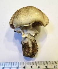 Image of Agaricus vinosobrunneofumidus