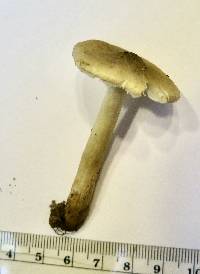 Image of Tricholoma arvernense