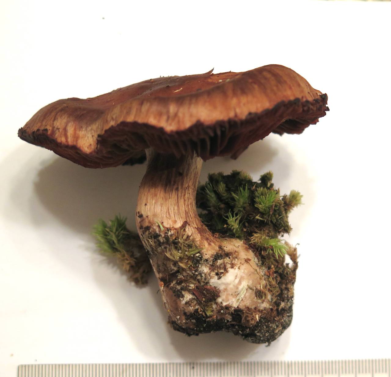 Cortinarius pseudorubricosus image